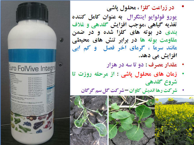تغذیه کلزا ( قسمت هفتم) 1