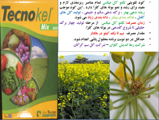 تغذیه کلزا( قسمت دهم) 1