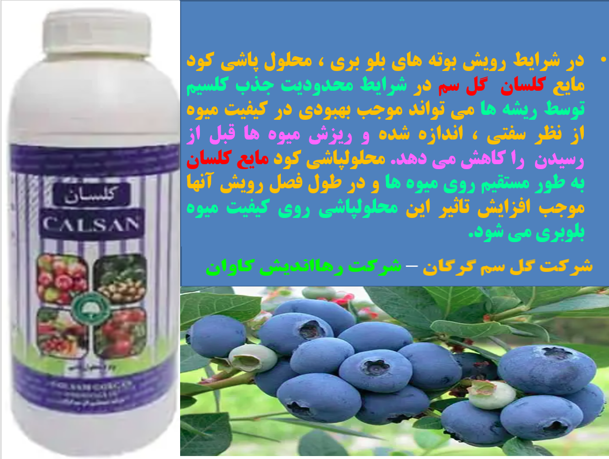 محلولپاشی کود مایع کلسان گل سم برای بهبودی در تولید و کیفیت میوه بلوبری - قسمت اول 177