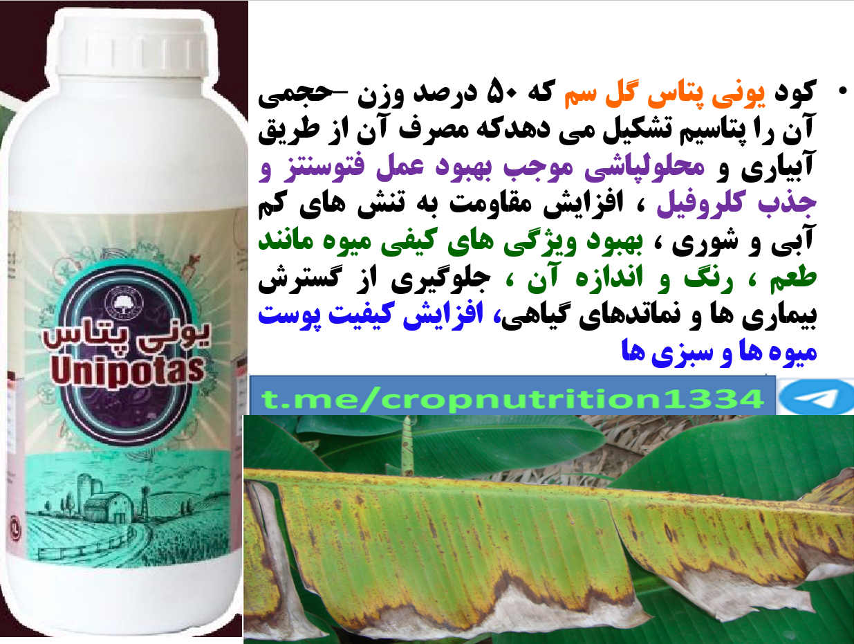 کاربرد کود یونی پتاس گل سم برای بهبودی در تولید و کیفیت میوه موز- قسمت سوم 148
