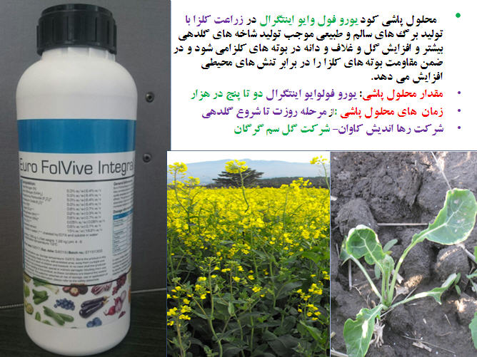 تغذیه کلزا( قسمت نهم) 285