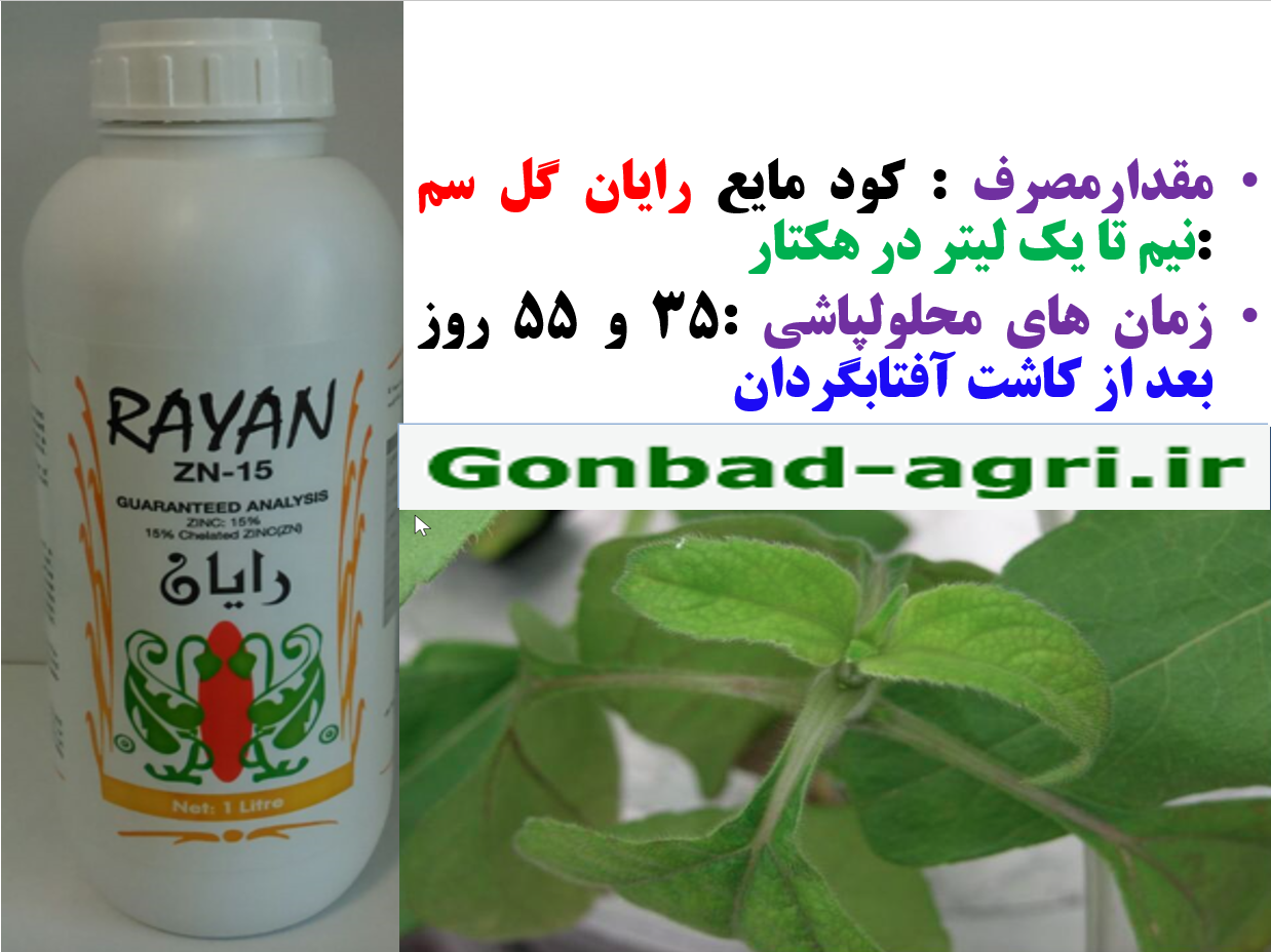 کود روی رایان -زراعت افتابگردان – قسمت دوم 759