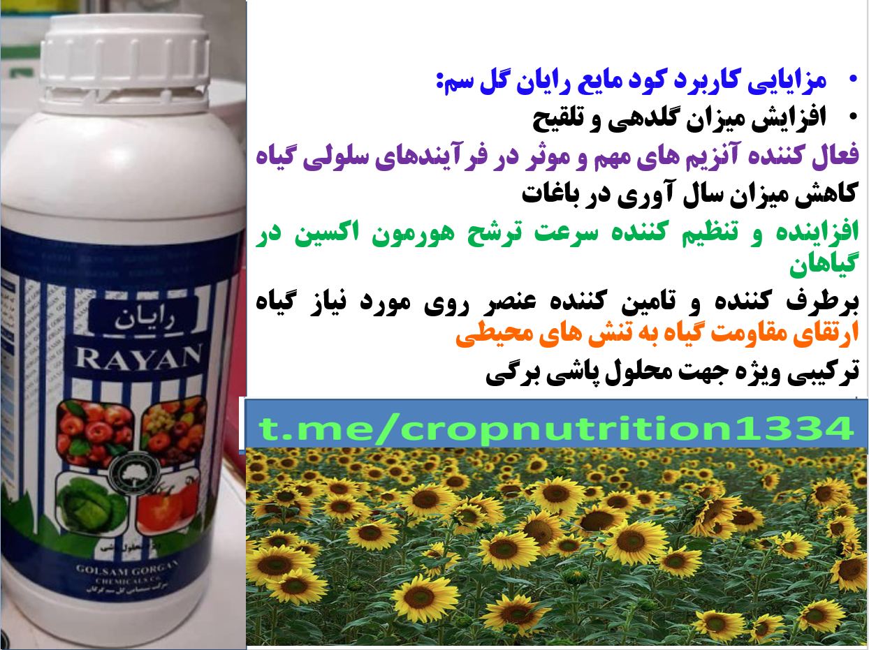 کود روی رایان -زراعت افتابگردان – قسمت سوم 758
