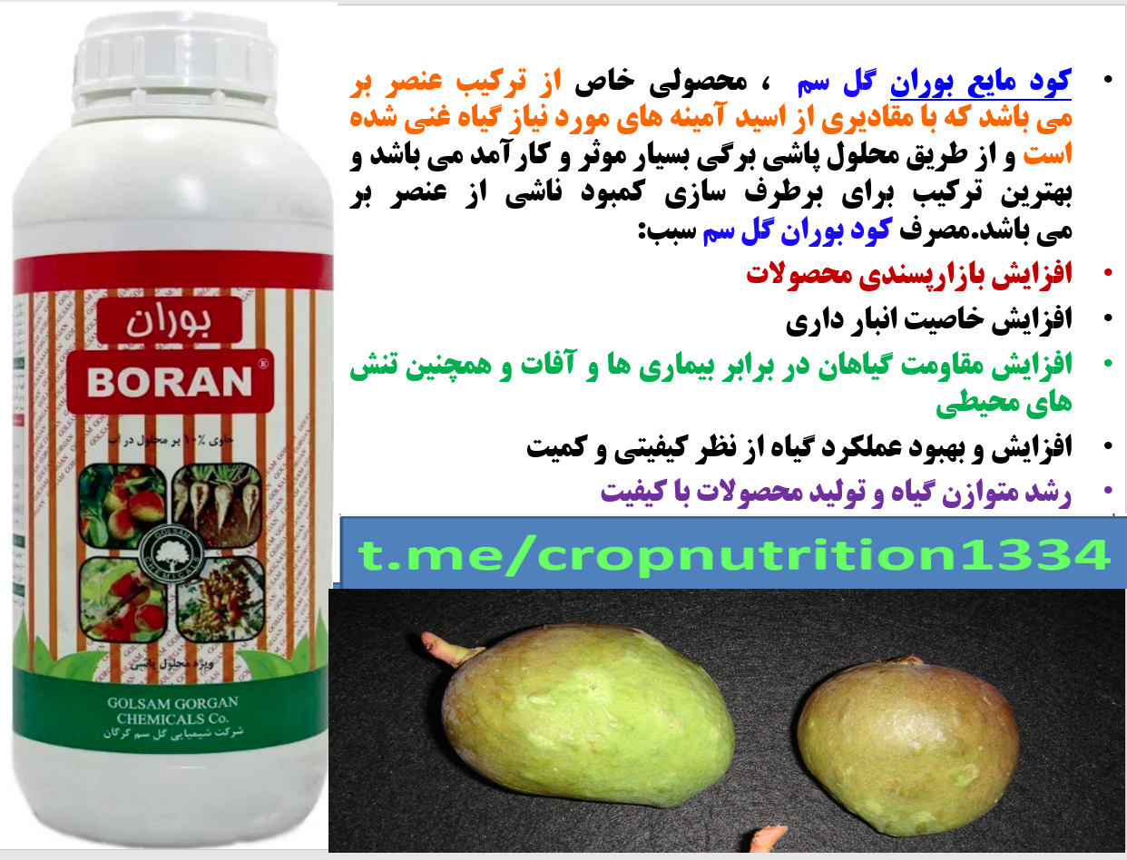 کود بوران برای تقویت میوه دهی و کیفیت میوه انبه - قسمت سوم 737