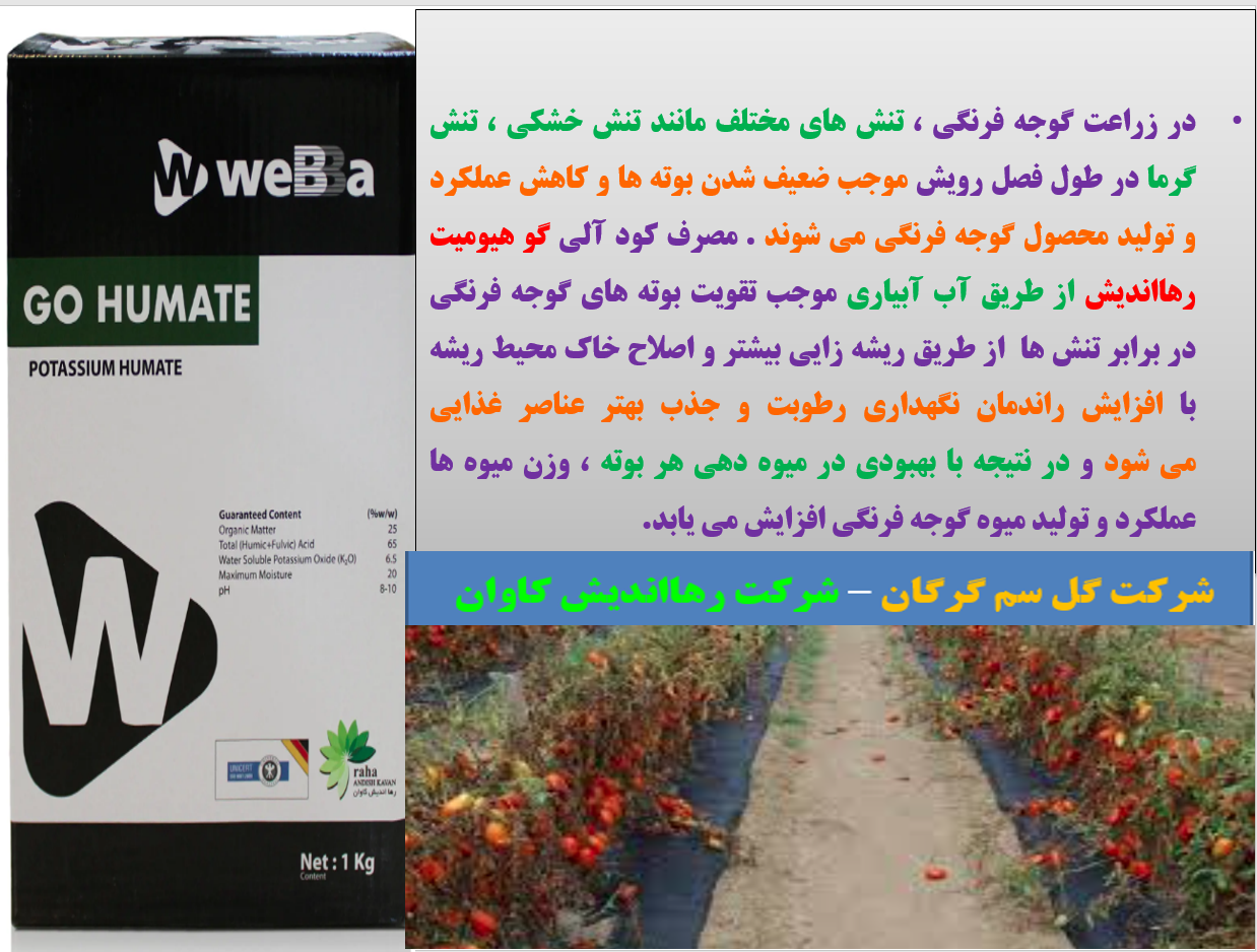 کودآلی گوهیومیت-رهااندیش - برای تقویت بوته های گوجه فرنگی - قسمت اول 736