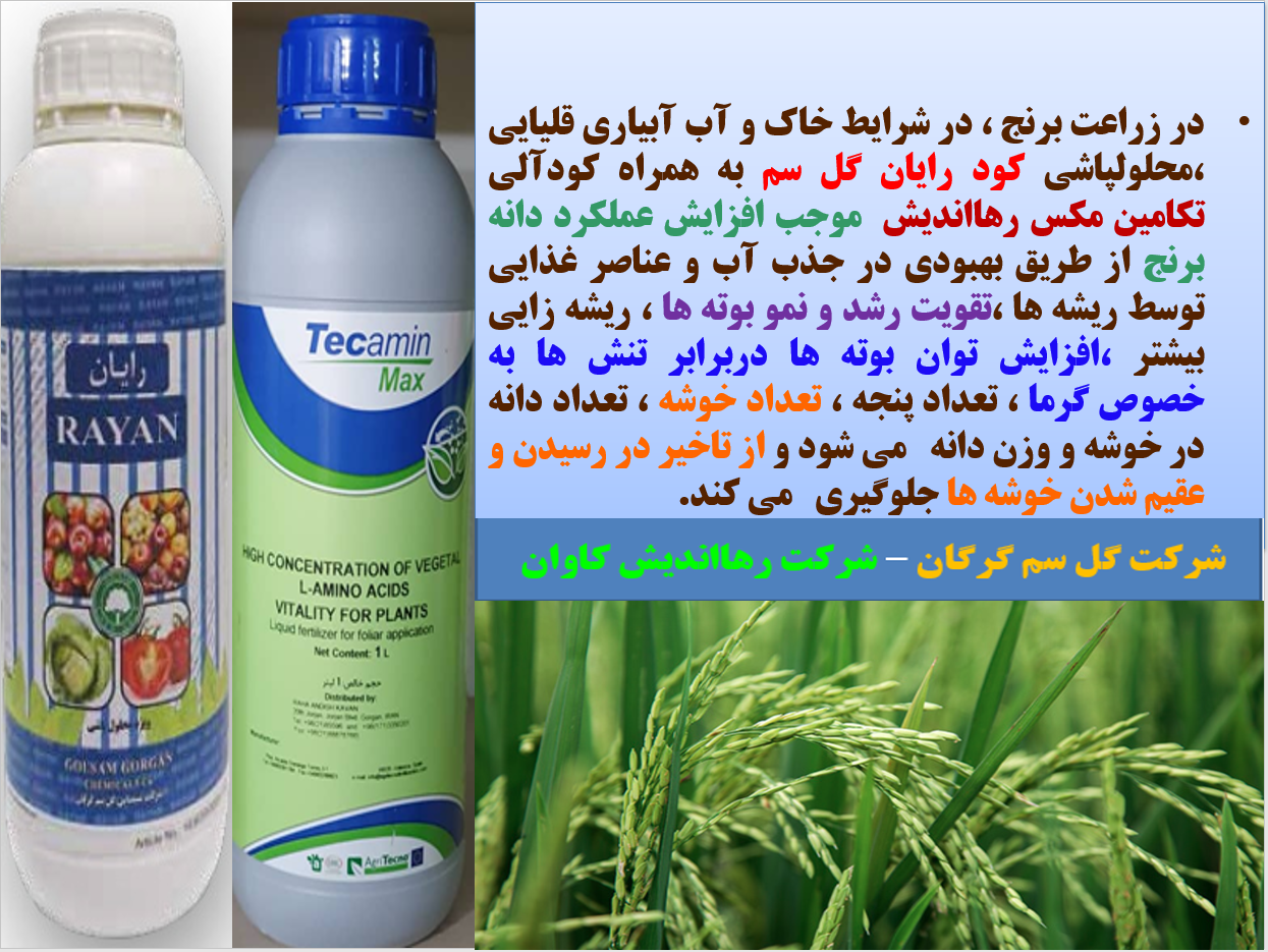 محلولپاشی کودروی رایان و تکامین مکس در زراعت برنج -قسمت اول 730