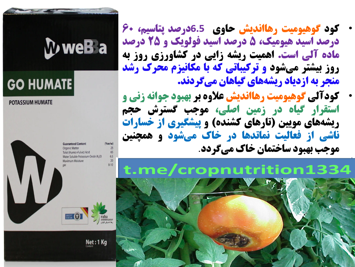 کودآلی گوهیومیت-رهااندیش - برای تقویت بوته های گوجه فرنگی - قسمت سوم 734