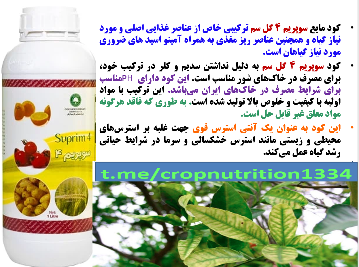 کود مایع سوپریم۴ – گل سم برای تقویت میوه دهی درختان مرکبات – قسمت سوم 725