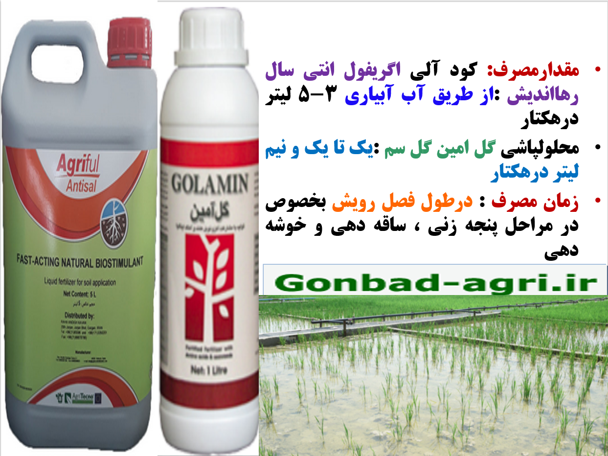 کودآلی اگریفول آنتی سال برای کاهش اثرات شوری در زراعت برنج – قسمت دوم 732