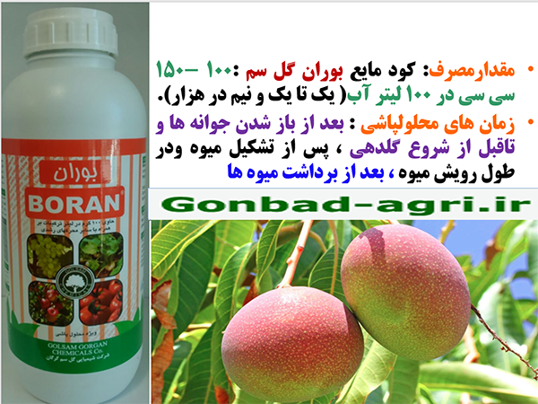 کود بوران برای تقویت میوه دهی و کیفیت میوه انبه - قسمت دوم 738