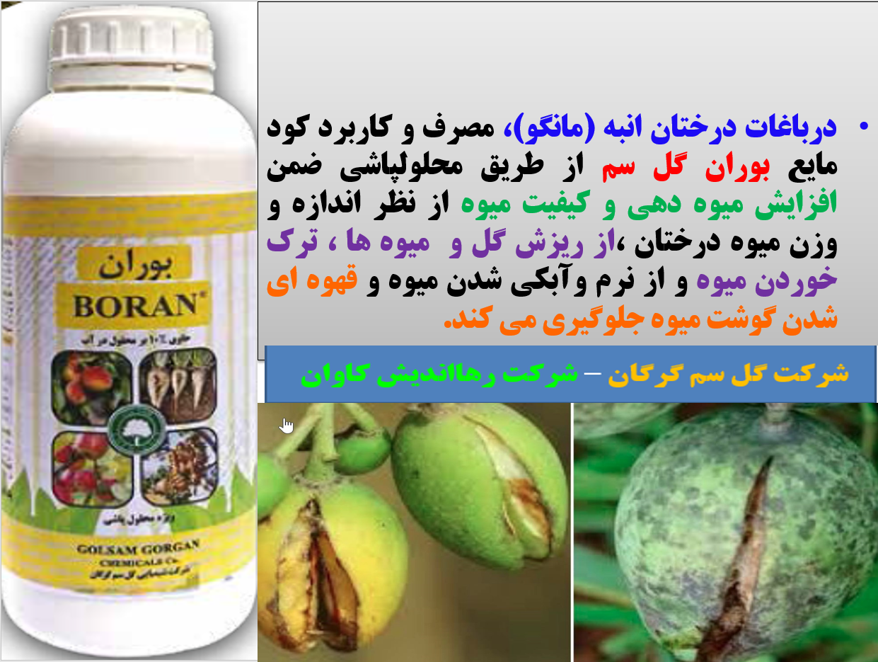 کود بوران برای تقویت میوه دهی و کیفیت میوه انبه - قسمت اول 739