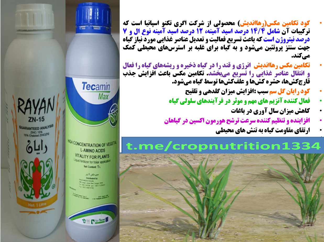 محلولپاشی کودروی رایان و تکامین مکس در زراعت برنج -قسمت سوم 728