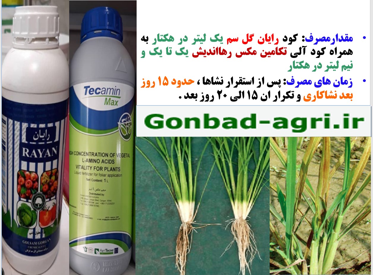 محلولپاشی کودروی رایان و تکامین مکس در زراعت برنج -قسمت دوم 729