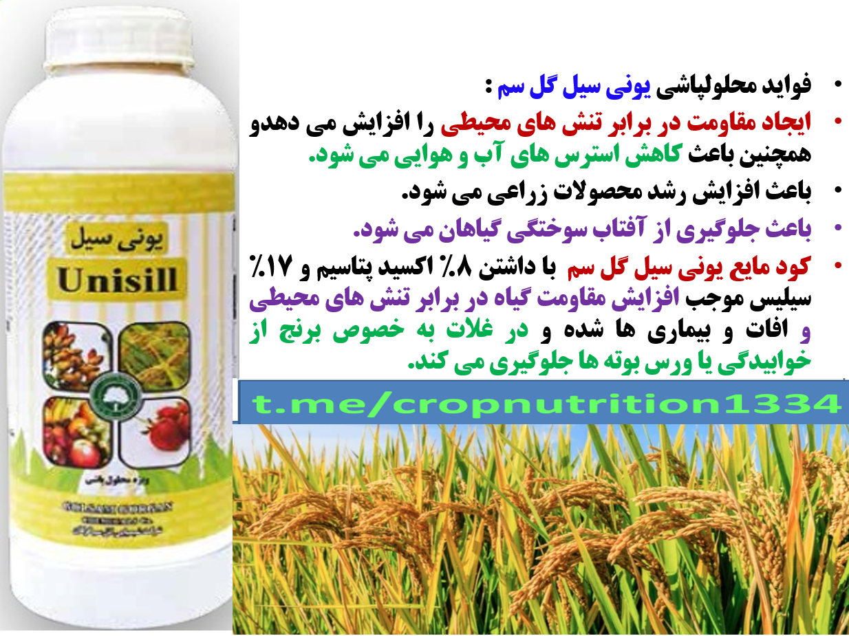 کود مایع یونی سیل گل سم برای تقویت بوته های برنج – قسمت سوم 719