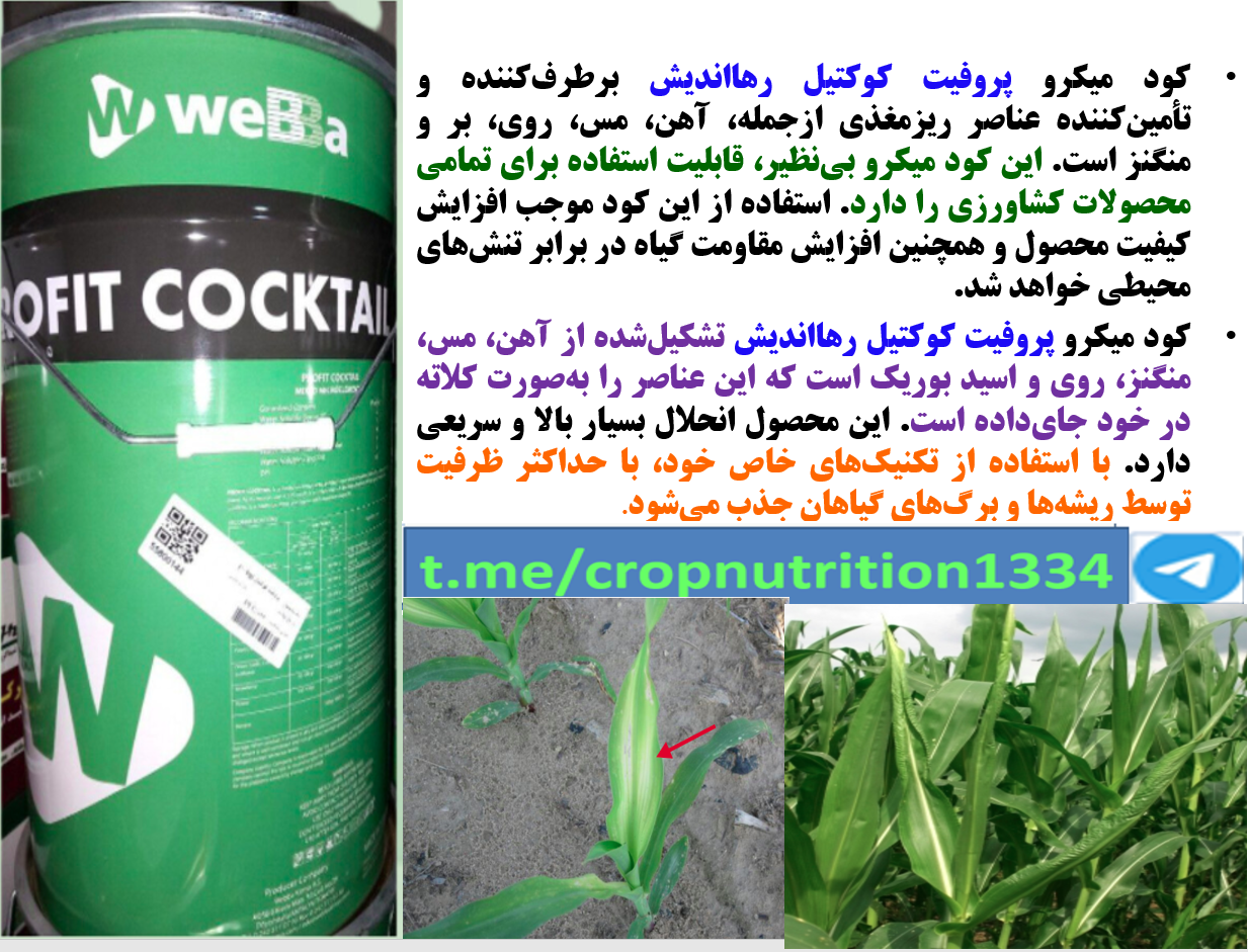 کودریزمغذی پروفیت کوکتیل رهااندیش برای افزاش تولید ذرت – قسمت سوم 698