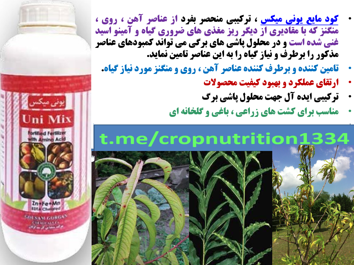 کودریزمغذی یونی میکس برای افزایش میوه دهی با کیفیت درختان هلو و شلیل- قسمت سوم 713