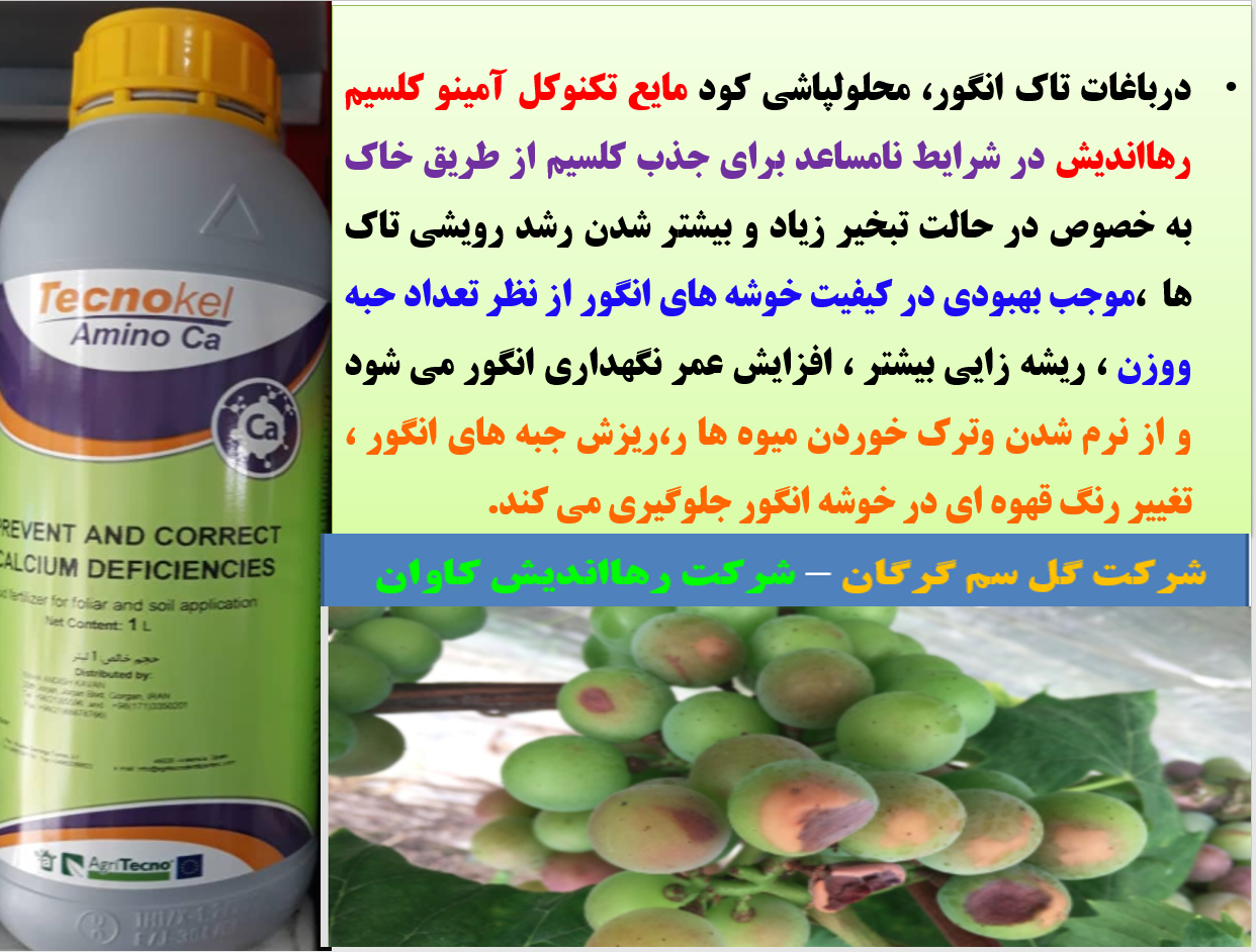 کود مایع تکنوکل آمینو کلسیم -رهااندیش برای افزایش کیفیت خوشه های انگور- قسمت اول 688