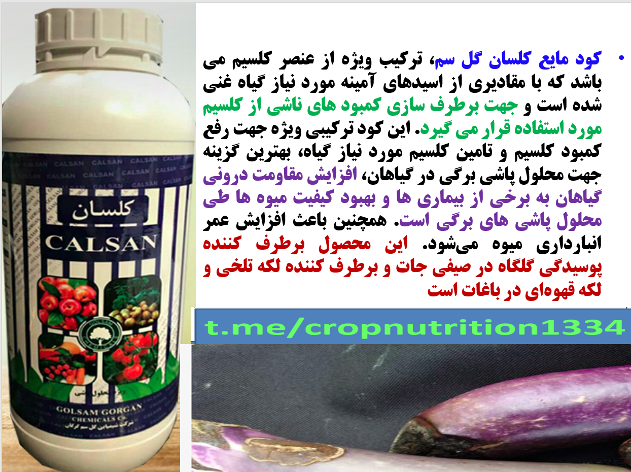 کود کلسان گل سم برای بهبودی میوه بادمجان- قسمت سوم 704
