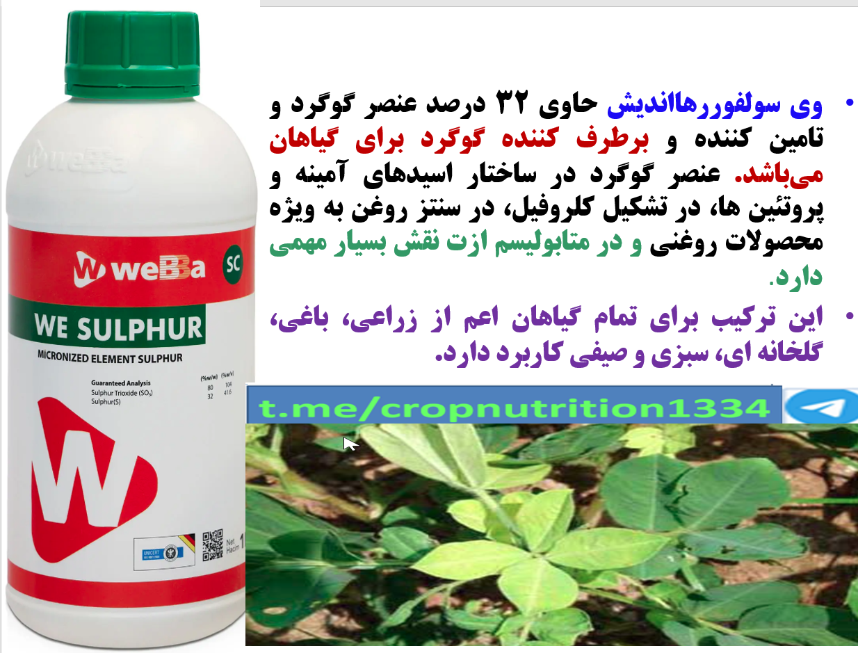 وی سولفور رهااندیش برای حفظ سلامت بوته های بادام زمینی – قسمت سوم 689