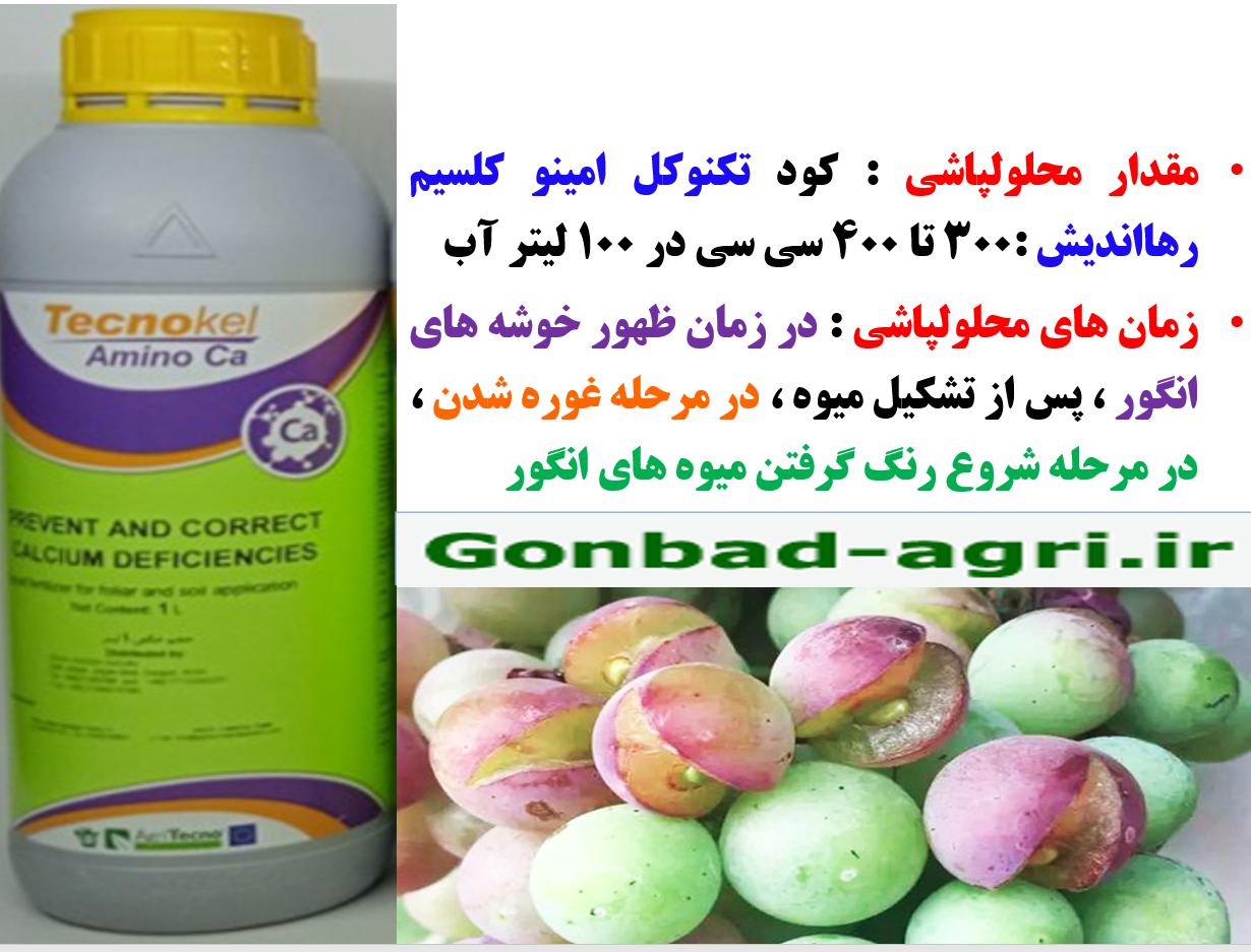 کود مایع تکنوکل آمینو کلسیم -رهااندیش برای افزایش کیفیت خوشه های انگور- قسمت دوم 687