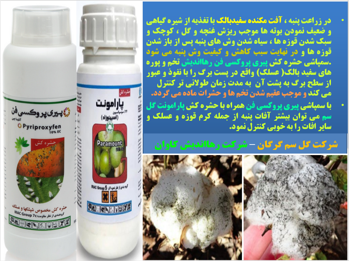 کنترل آفات پنبه به خصوص عسلک و کرم قوزه - قسمت اول 676