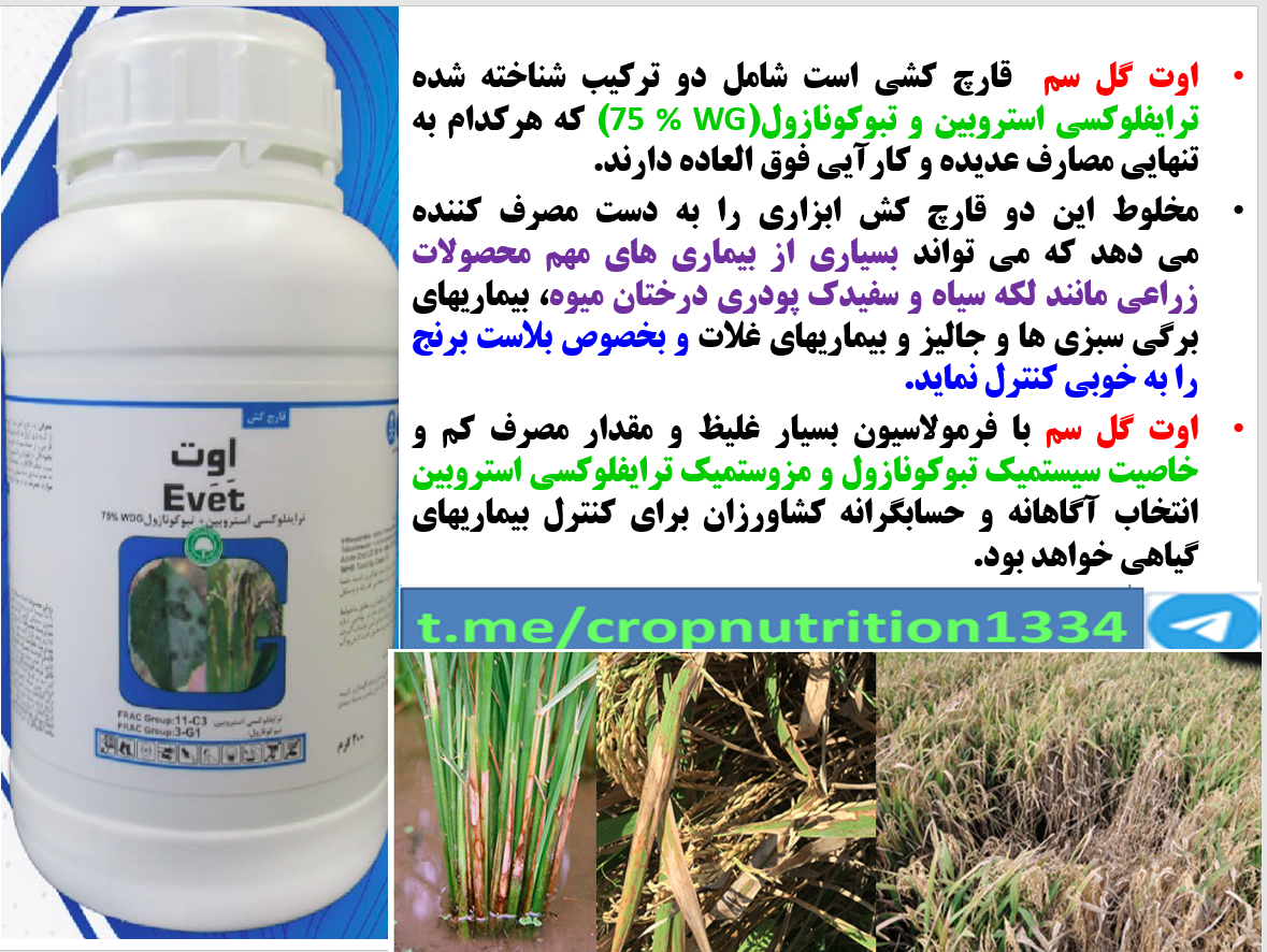 قارچکش اوت گل سم برای کنترل بیماری های برنج – قسمت سوم 665