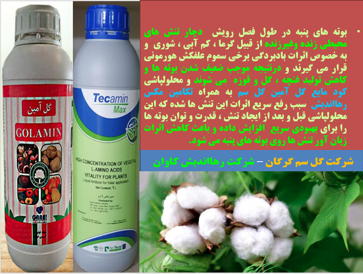کود های گل آمین و تکامین مکس موجب افزایش توان بوته های پنبه در برابر تنش های محیطی - قسمت اول 670
