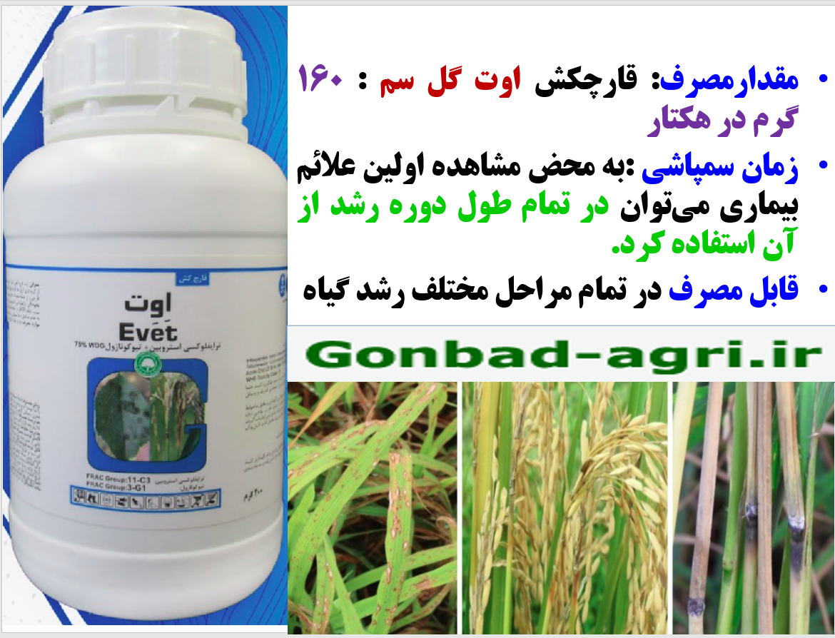 قارچکش اوت گل سم برای کنترل بیماری های برنج – قسمت دوم 666