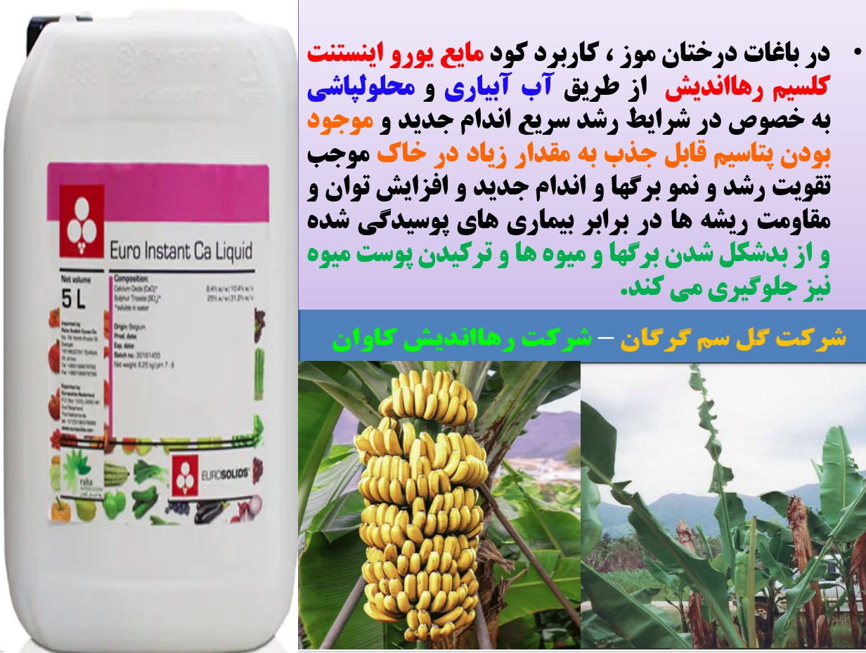 کود مایع یورواینستنت کلسیم -رهااندیش برای تقویت کیفیت میوه درخت موز- قسمت اول 682