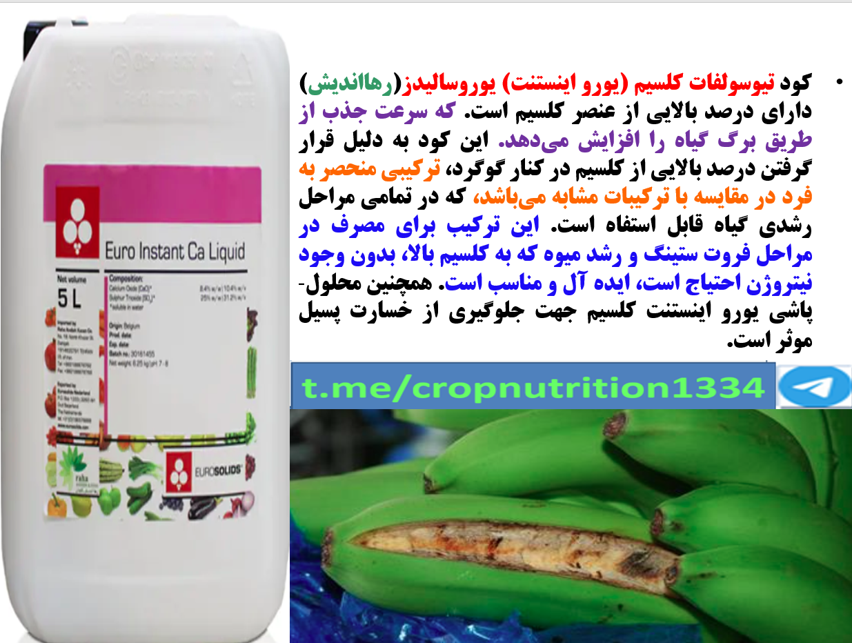 کود مایع یورواینستنت کلسیم -رهااندیش برای تقویت کیفیت میوه درخت موز- قسمت سوم 680