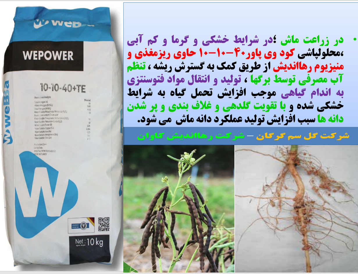 افزایش تحمل بوته های ماش در برابر خشکی و گرما -قسمت اول 658