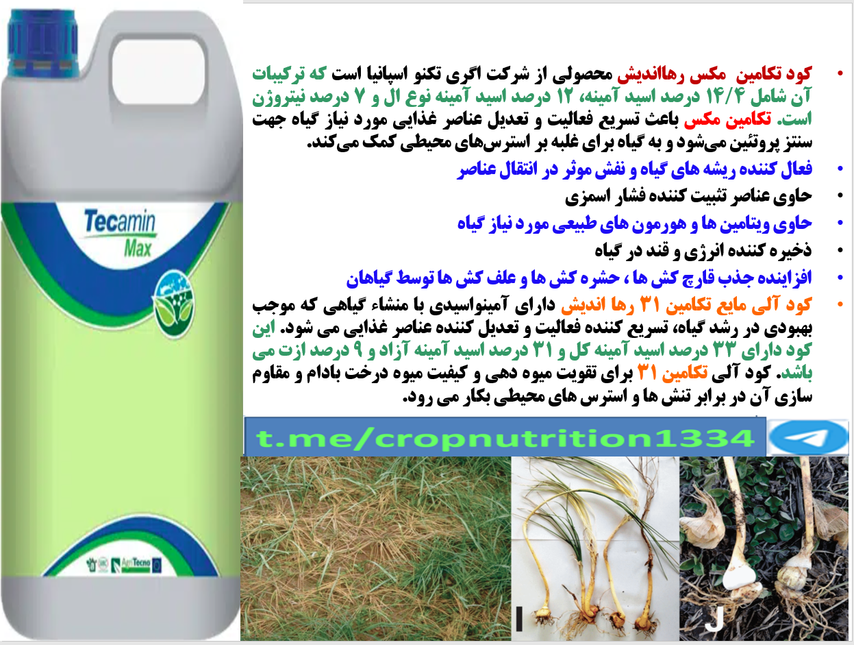 کودآلی تکامین مکس رهااندیش برای افزایش توان گلدهی بوته های زعفران – قسمت سوم 625