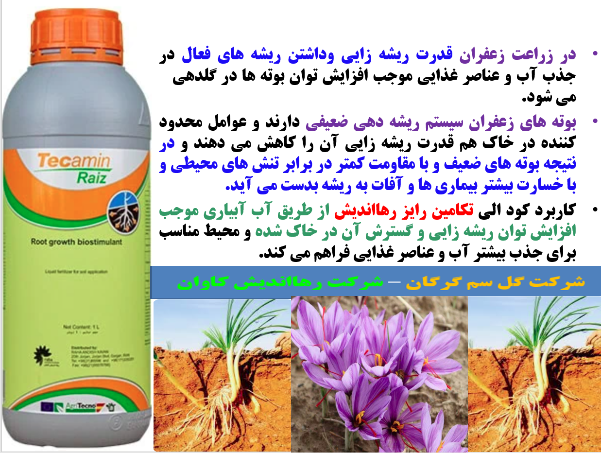 کود آلی تکامین رایز رهااندیش برای تقویت گلدهی بوته های زعفران - قسمت اول 636