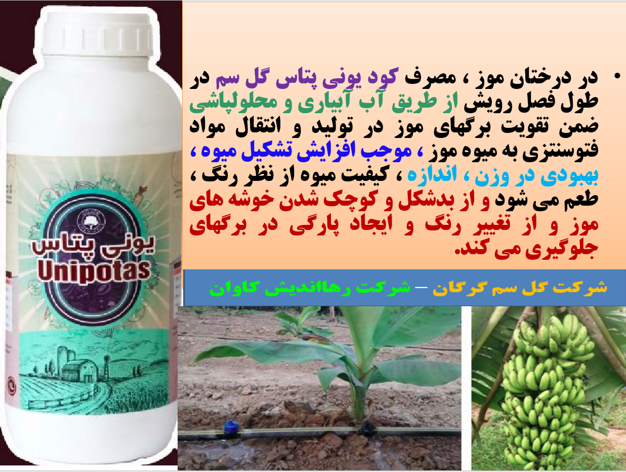 کاربرد کود یونی پتاس گل سم برای بهبودی در تولید و کیفیت میوه موز- قسمت اول 630