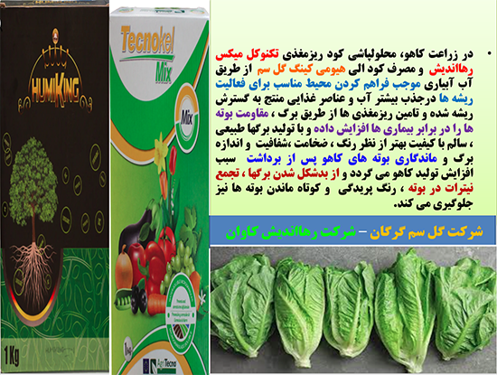 تقویت بوته های کاهو برای بهبودی در تولید و کیفیت برگهای کاهو- قسمت اول 648