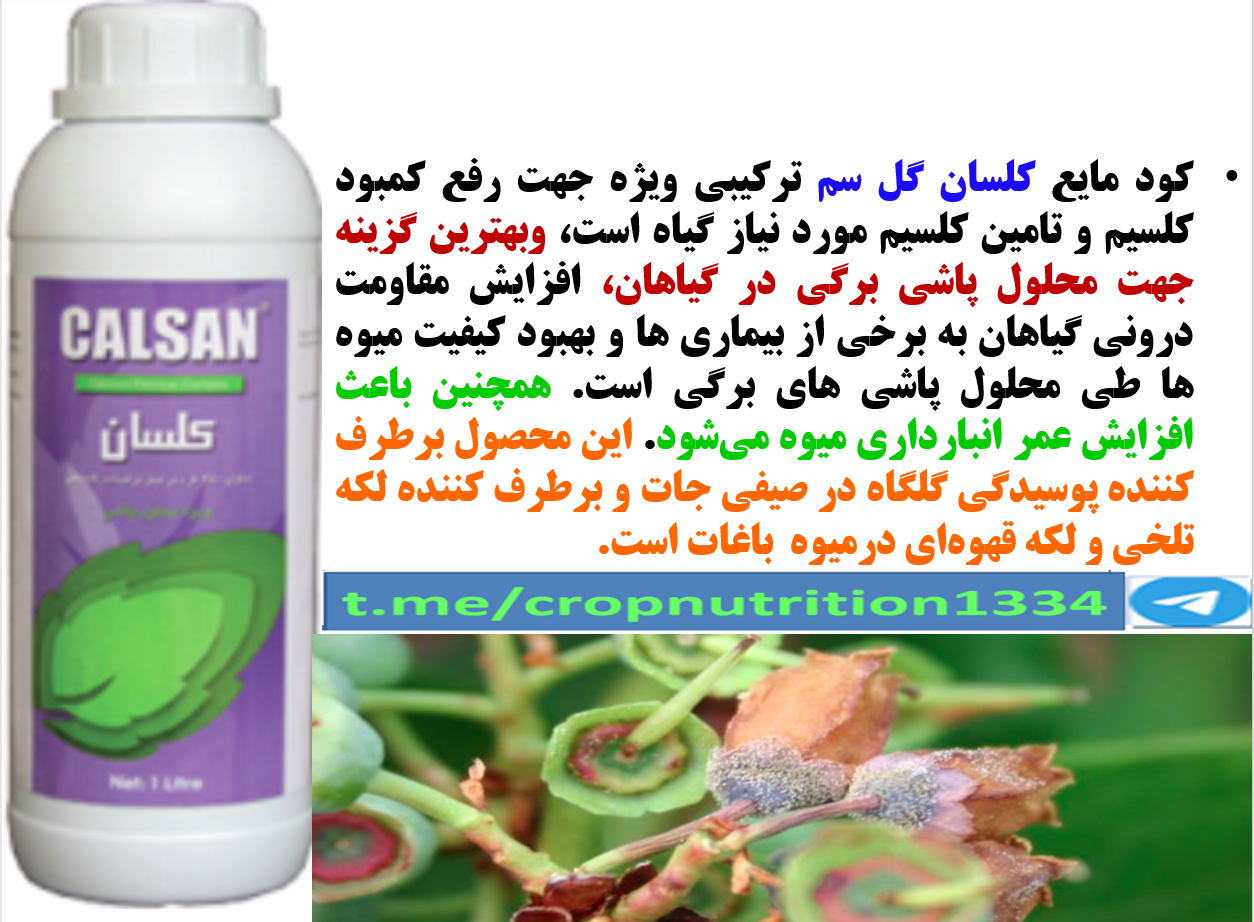 محلولپاشی کود مایع کلسان گل سم برای بهبودی در تولید و کیفیت میوه بلوبری – قسمت سوم 643