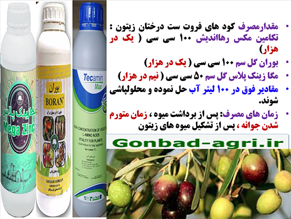 کود های موثر فروت ست برای درختان زیتون- قسمت دوم 623
