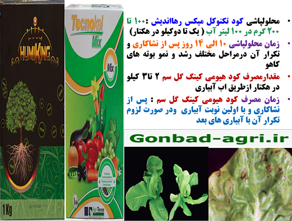 تقویت بوته های کاهو برای بهبودی در تولید و کیفیت برگهای کاهو- قسمت دوم 647