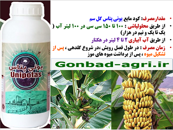 کاربرد کود یونی پتاس گل سم برای بهبودی در تولید و کیفیت میوه موز- قسمت دوم 629