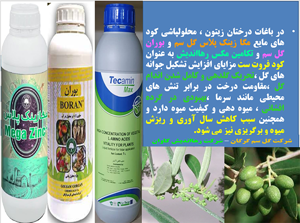 کود های موثر فروت ست برای درختان زیتون- قسمت اول 624