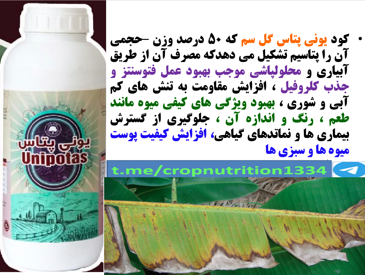 کاربرد کود یونی پتاس گل سم برای بهبودی در تولید و کیفیت میوه موز- قسمت سوم 628