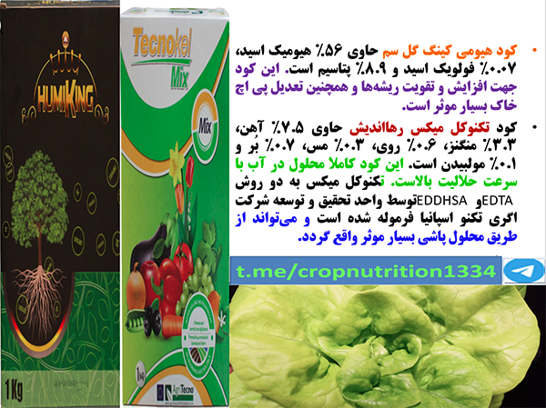 تقویت بوته های کاهو برای بهبودی در تولید و کیفیت برگهای کاهو- قسمت سوم 646