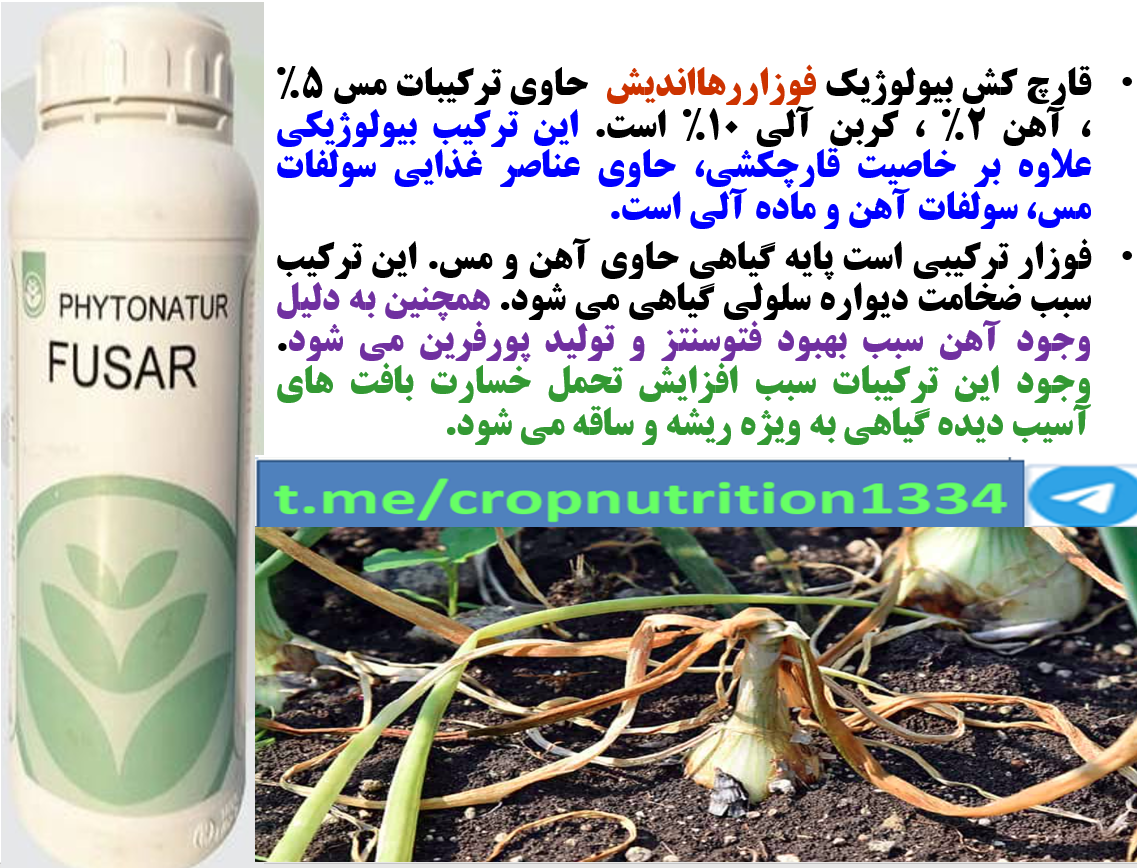 قارچکش بیولوژیک فوزار رهااندیش برای کنترل بیماری های پیاز – قسمت سوم 610