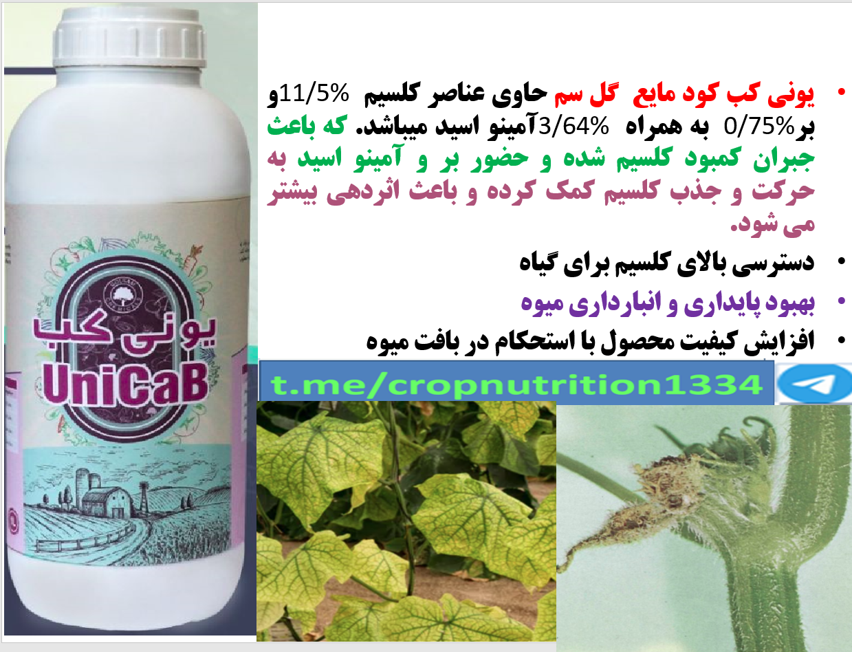 کود یونی کب گل سم برای افزایش تولید و کیفیت میوه های خیار- قسمت سوم 613