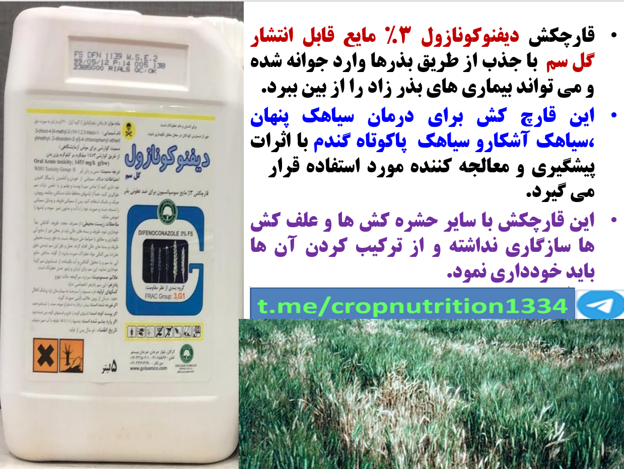 ضدعفونی بذور گندم با قارچکش دیفنوکونازول گل سم -قسمت سوم 604