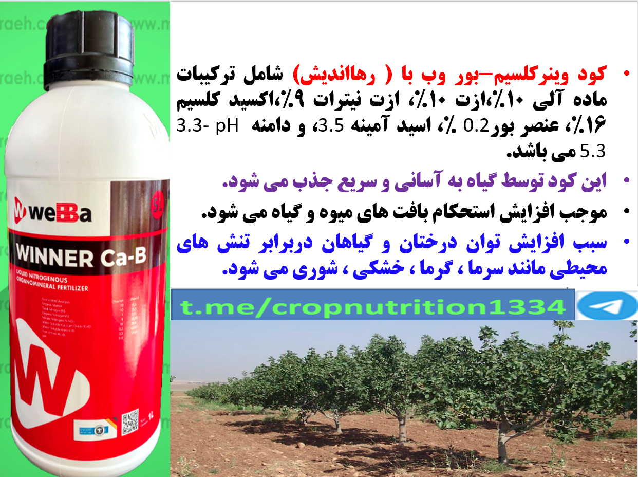 کود وین نر کلسیم و بر رهااندیش برای درختان پسته بعد از برداشت محصول- قسمت سوم 598