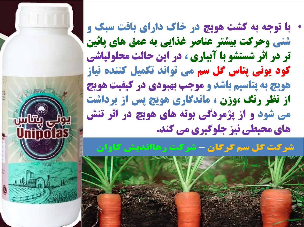 افزایش کیفیت هویج با کود یونی پتاس گل سم - قسمت اول 621