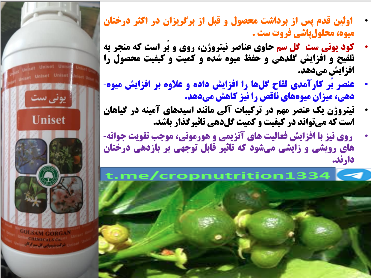 کود یونی ست گل سم به عنوان کود فروت ست درختان مرکبات – قسمت سوم 616