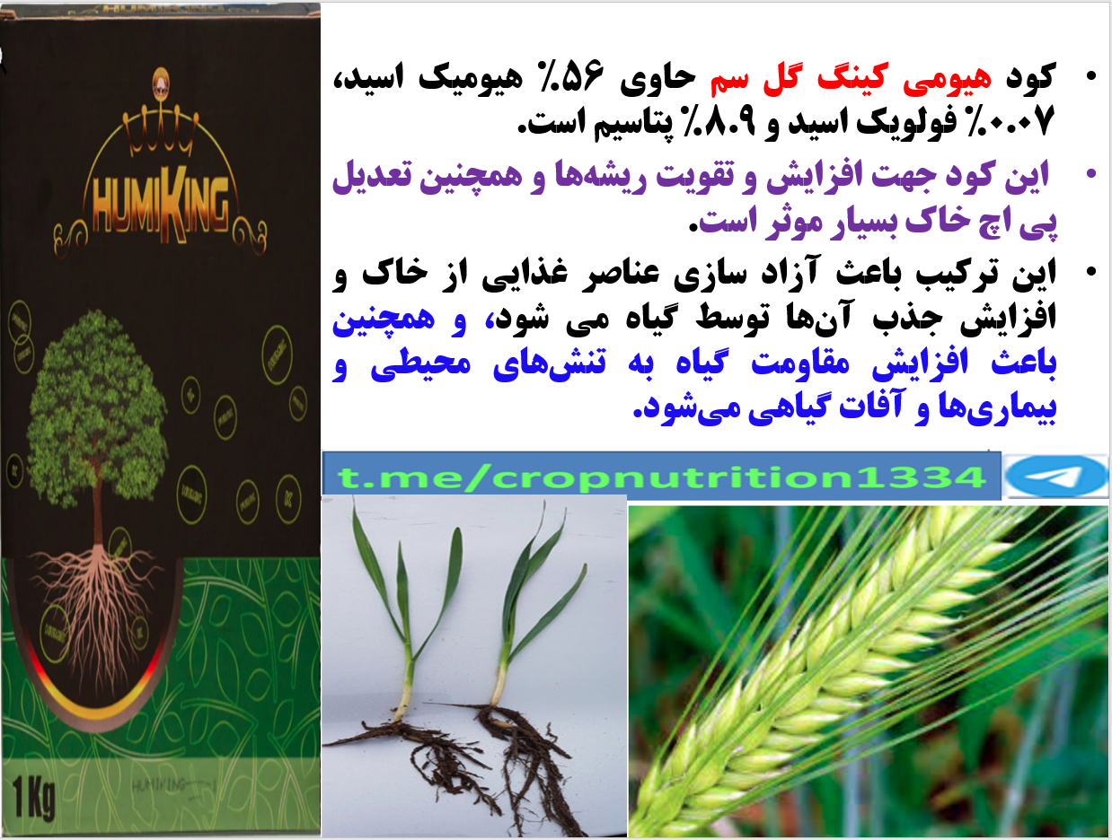 مصرف هیومی کینگ گل سم به عنوان بذرمال در زراعت گندم و جو- قسمت سوم 601