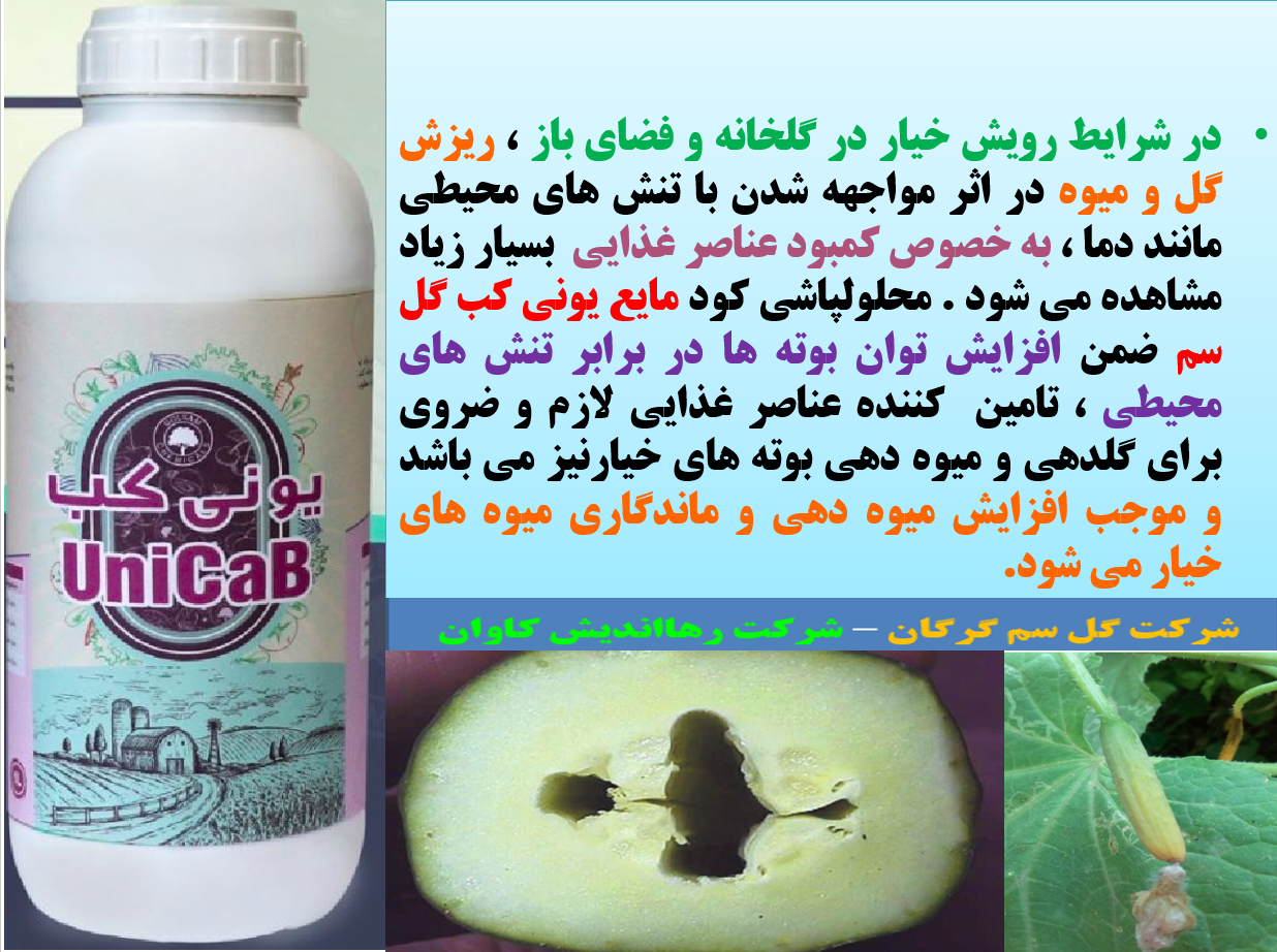 کود یونی کب گل سم برای افزایش تولید و کیفیت میوه های خیار- قسمت اول 615
